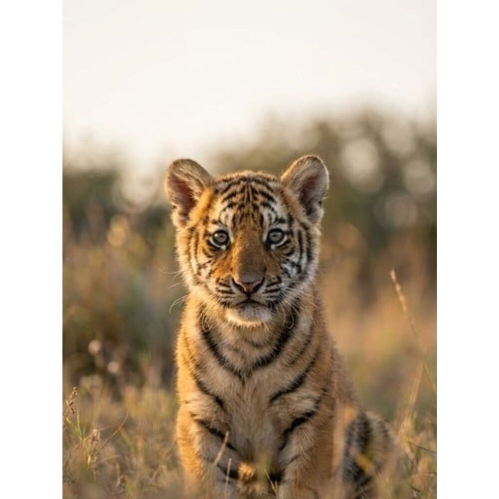Custom Fridge Magnet Portrait Tiger Cub Home Kitchen Decor